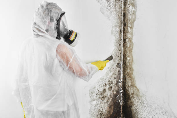 Best Mold Prevention Services  in Rmichael, CA